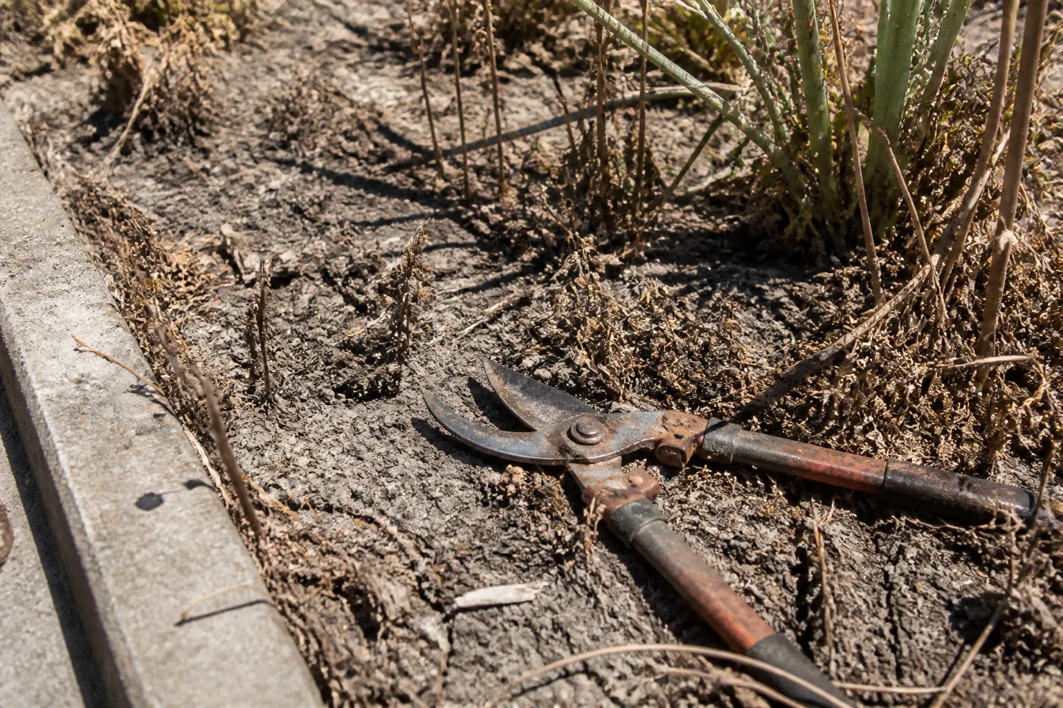 Gartenpflege-Kosten: Ein teurer Fehlgriff und die Lehre daraus